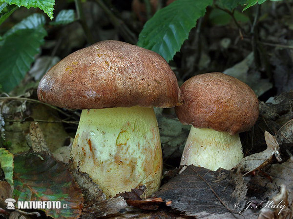 hríb príveskatý (Butyriboletus appendiculatus)