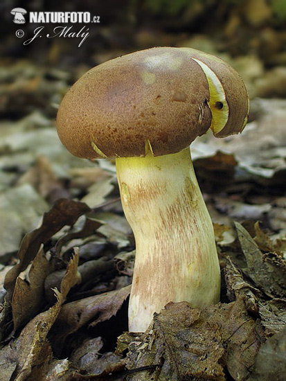 hríb príveskatý (Butyriboletus appendiculatus)