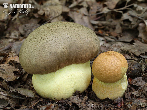 hríb príveskatý (Butyriboletus appendiculatus)