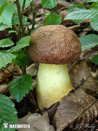 hríb príveskatý (Butyriboletus appendiculatus)