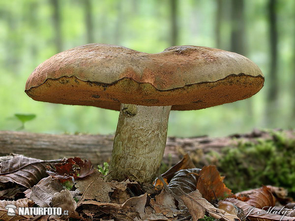 hríb Quéletov (Boletus queletii)