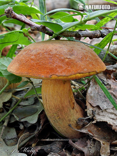 hríb Quéletov (Boletus queletii)