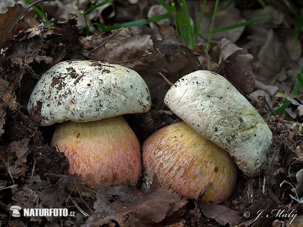 hríb satanský (Rubroboletus satanas)