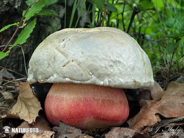 hríb satanský (Rubroboletus satanas)