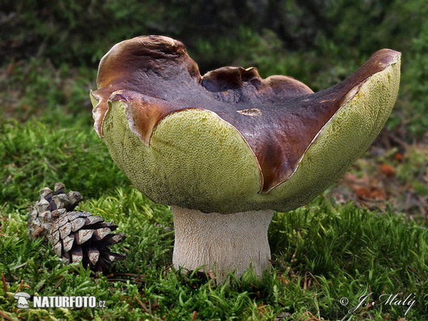 hríb smrekový (Boletus edulis)