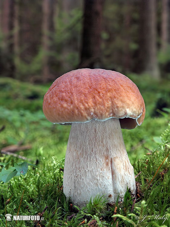 hríb smrekový (Boletus edulis)