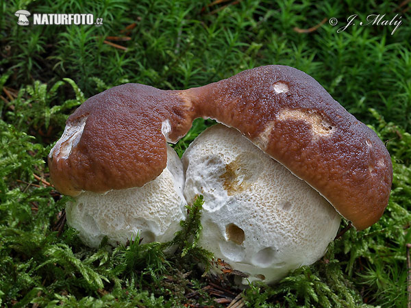 hríb smrekový (Boletus edulis)