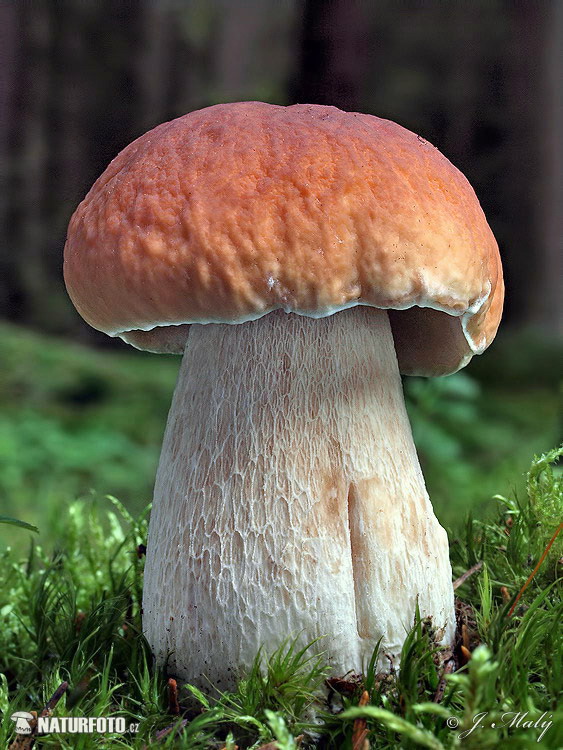 hríb smrekový (Boletus edulis)