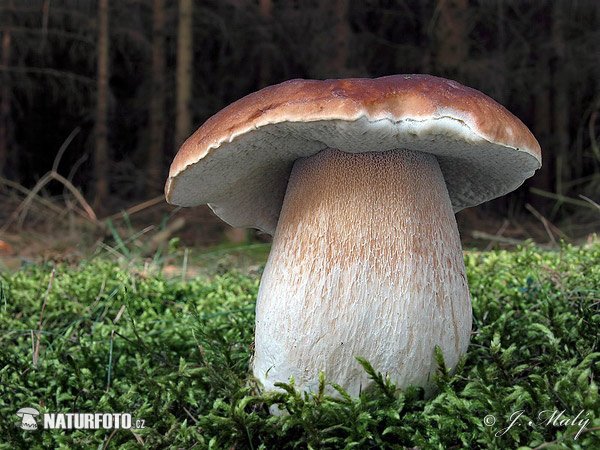 hríb smrekový (Boletus edulis)