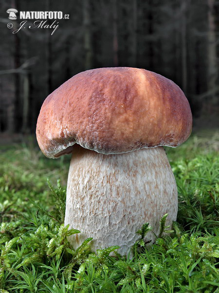 hríb smrekový (Boletus edulis)