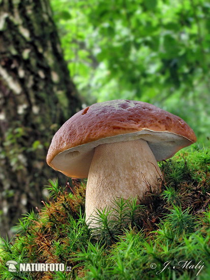 hríb smrekový (Boletus edulis)