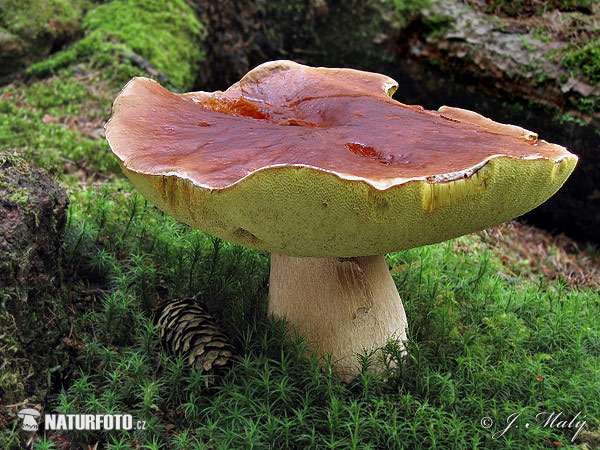 hríb smrekový (Boletus edulis)