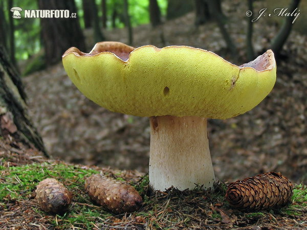 hríb smrekový (Boletus edulis)