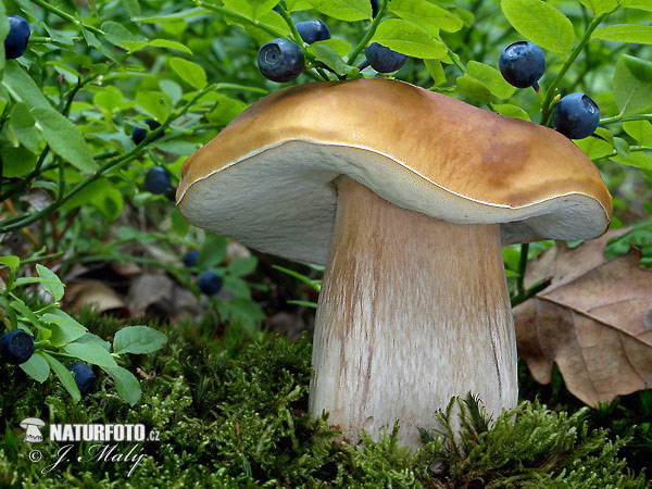 hríb smrekový (Boletus edulis)