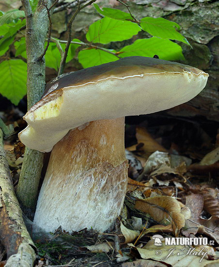 hríb smrekový (Boletus edulis)