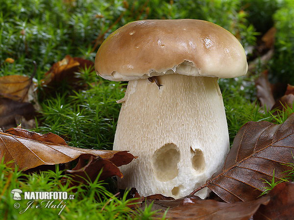 hríb smrekový (Boletus edulis)