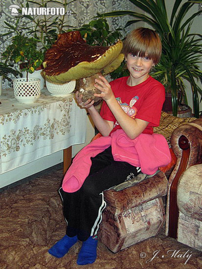 hríb smrekový (Boletus edulis)