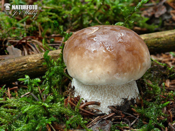 hríb smrekový (Boletus edulis)