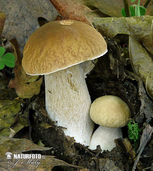 hríb smrekový (Boletus edulis)