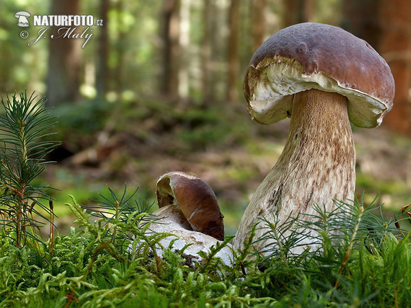 hríb smrekový (Boletus edulis)