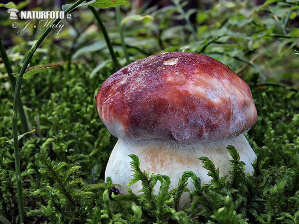 hríb sosnový (Boletus pinophilus)