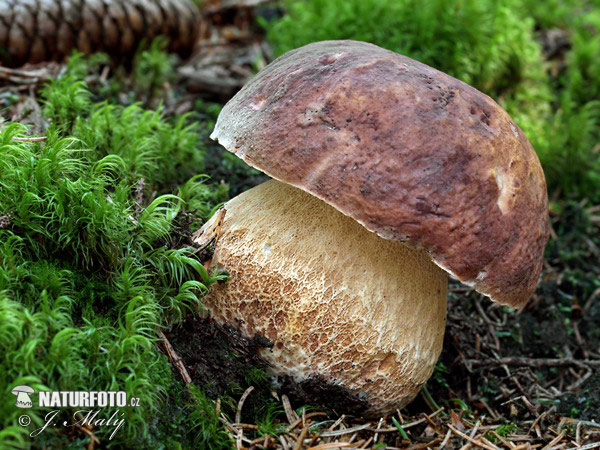 hríb sosnový (Boletus pinophilus)