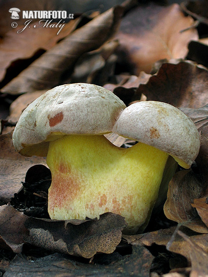 hríb striebristý (Boletus fechtneri)