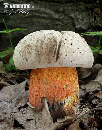 hríb úhľadný (Rubroboletus legaliae)
