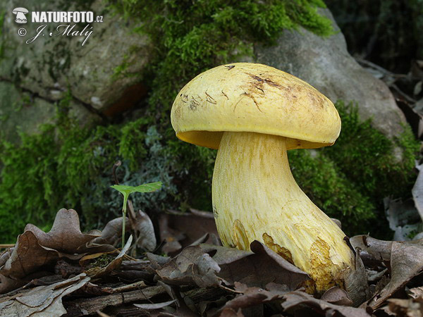 hríb zrnitohhlúbikový žltý (Neoboletus junquilleus)