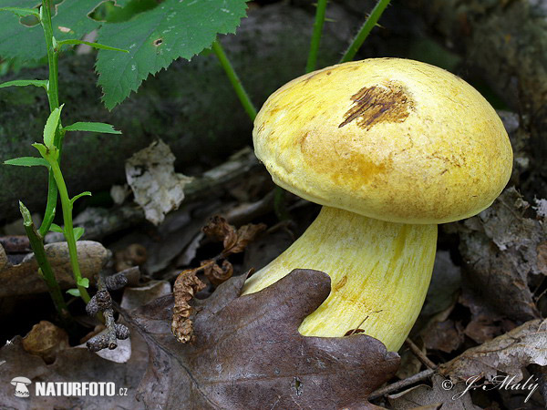 hríb zrnitohhlúbikový žltý (Neoboletus junquilleus)