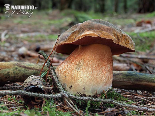 hríb zrnitohlúbikový (Neoboletus erythropus)