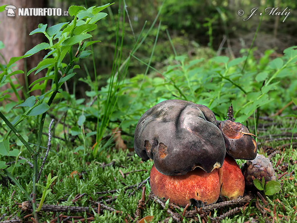 hríb zrnitohlúbikový (Neoboletus erythropus)