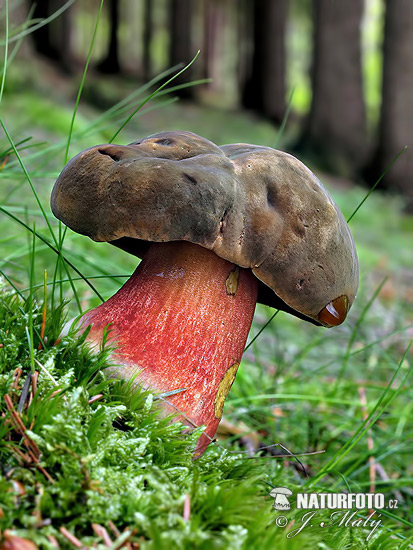 hríb zrnitohlúbikový (Neoboletus erythropus)