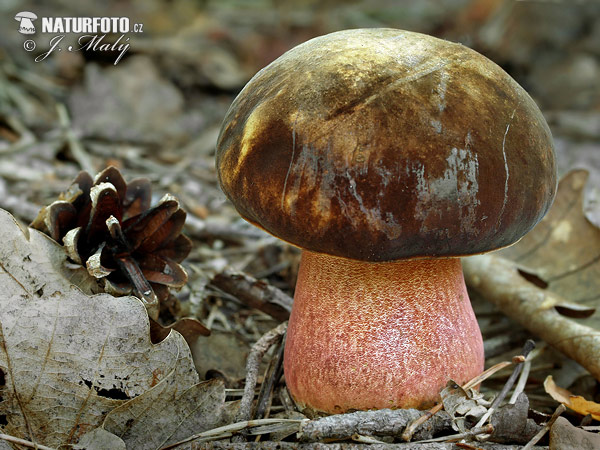 hríb zrnitohlúbikový (Neoboletus erythropus)