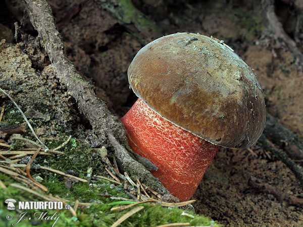 hríb zrnitohlúbikový (Neoboletus erythropus)