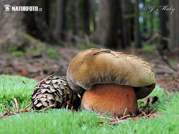 hríb zrnitohlúbikový (Neoboletus erythropus)