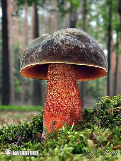 hríb zrnitohlúbikový (Neoboletus erythropus)