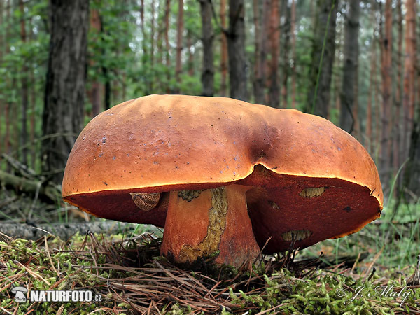 hríb zrnitohlúbikový (Neoboletus erythropus)