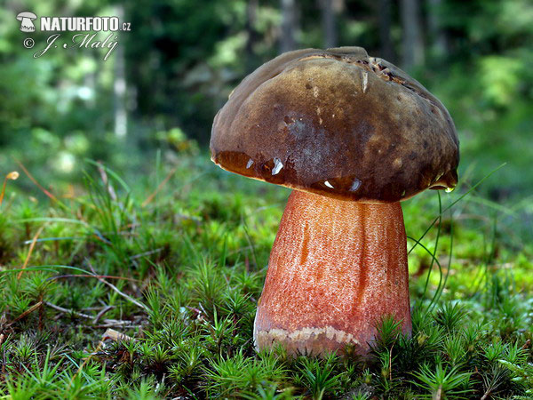 hríb zrnitohlúbikový (Neoboletus erythropus)