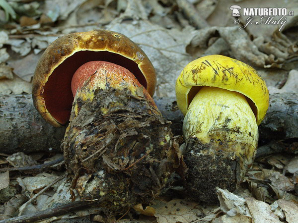 hríb zrnitohlúbikový + hríb zrnitohhlúbikový žltý (Boletus luridiformis + Boletus junquilleus)