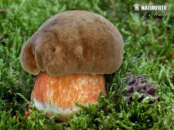 hríb zrnitohlúbikový (Neoboletus erythropus)