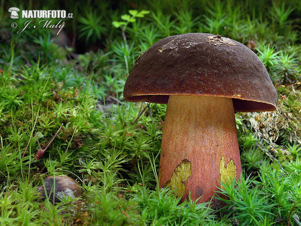 hríb zrnitohlúbikový (Neoboletus erythropus)