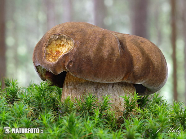 hríb zrnitohlúbikový (Neoboletus erythropus)