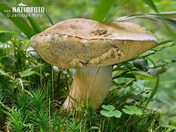 hríbnik modrejúci (Gyroporus cyanescens)