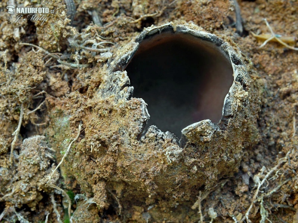 hrobenka pískomilná (Geopora arenicola)