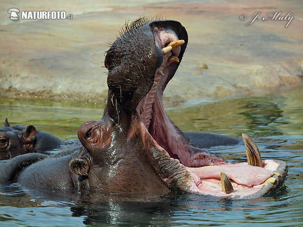 Hroch obojživelný (Hippopotamus amphibius)