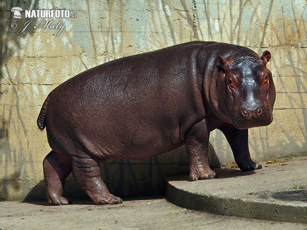 Hroch obojživelný (Hippopotamus amphibius)