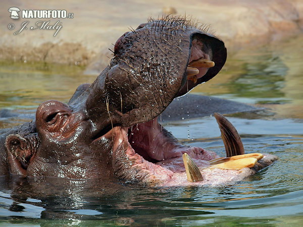 Hroch obojživelný (Hippopotamus amphibius)