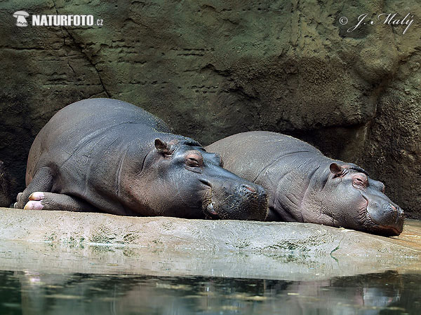 Hroch obojživelný (Hippopotamus amphibius)