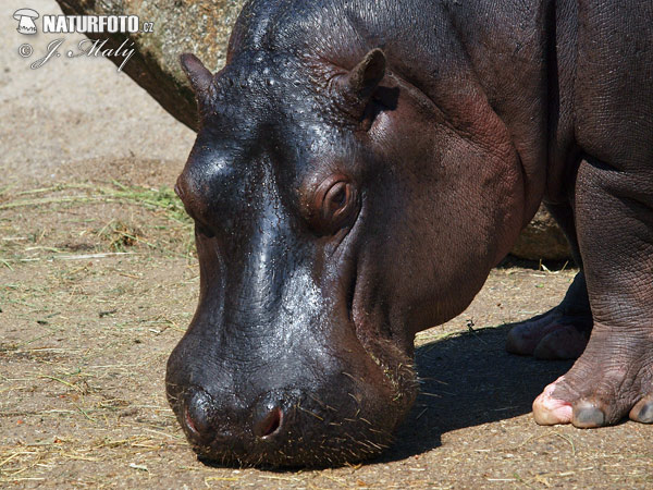 Hroch obojživelný (Hippopotamus amphibius)